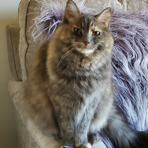 Fundraising Page: Ashera Anderson